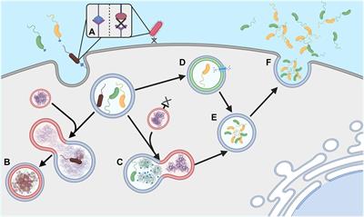 Paradigms of Protist/Bacteria Symbioses Affecting Human Health: Acanthamoeba species and Trichomonas vaginalis